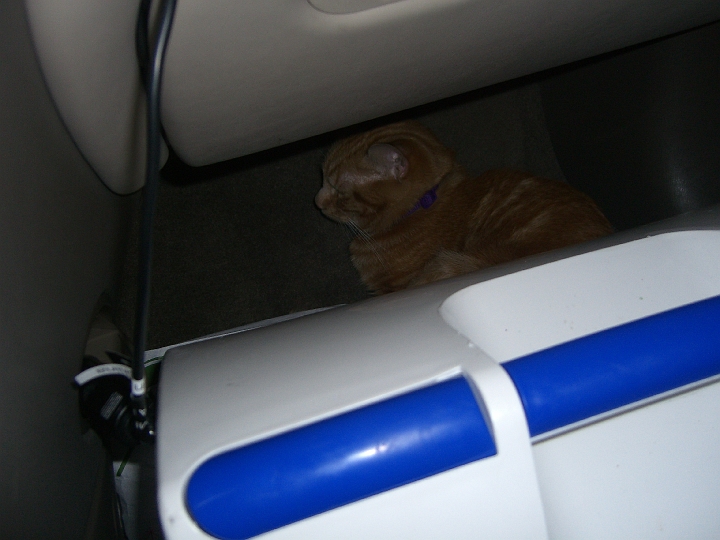 CIMG2932.JPG - I let him roam the car a bit, and this is where he chose to hide.