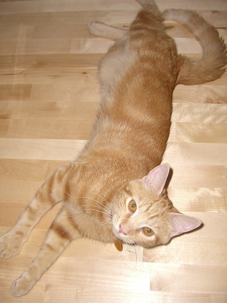 CIMG2104.jpg - He has taken to sleeping on tile and linoleum floors and on my dining table. I assume it's too warm for him otherwise. I feel fine.