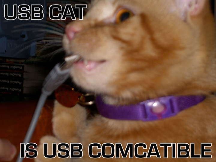 USB-cat.jpg