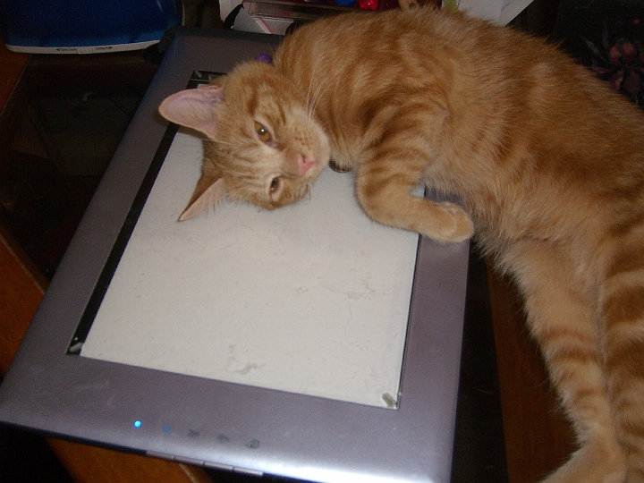 CIMG2530.JPG - Took this because he's demonstrating affection for my scanner, just like me.