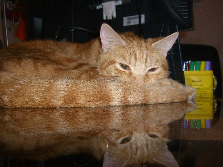 CIMG2689.JPG - REFLECTO CAT IZ DOUBLE