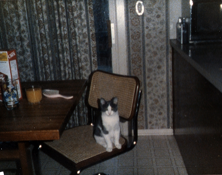 casey5.jpg - I got this cat for my birthday in 1986. His name was Casey. He conveyed with the house when my parents sold it in 1998, so to me he will always be as he was. He was the first one that was mine.