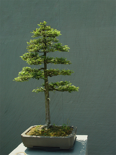 DSC01930-edited.jpg - National Arboretum bonsai tree, with wall extended in Photoshop