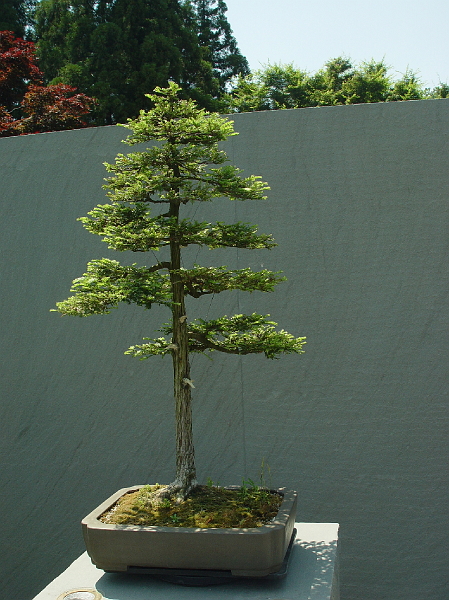 DSC01930.jpg - National Arboretum bonsai tree