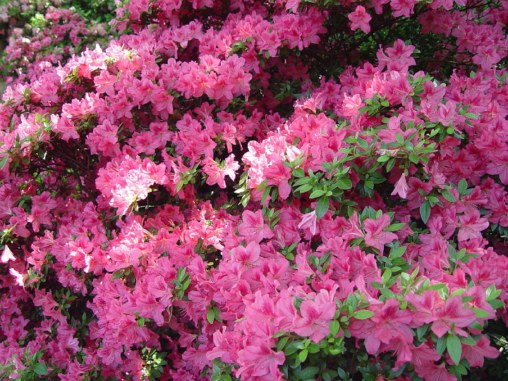 DSC01932.jpg - Azaleas at the National Arboretum