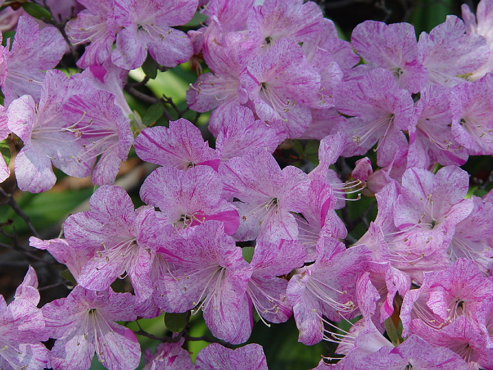 DSC01933.jpg - Azaleas at the National Arboretum