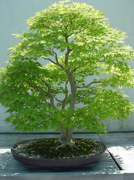 DSC01934.jpg - National Arboretum bonsai tree