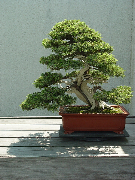 DSC01935.jpg - National Arboretum bonsai tree