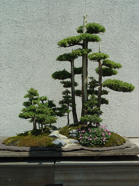 DSC01936.jpg - National Arboretum bonsai tree