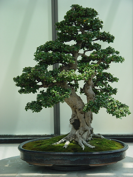 DSC01937.jpg - National Arboretum bonsai tree